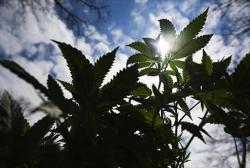 Female arrested for dealing dagga in Eastern Cape