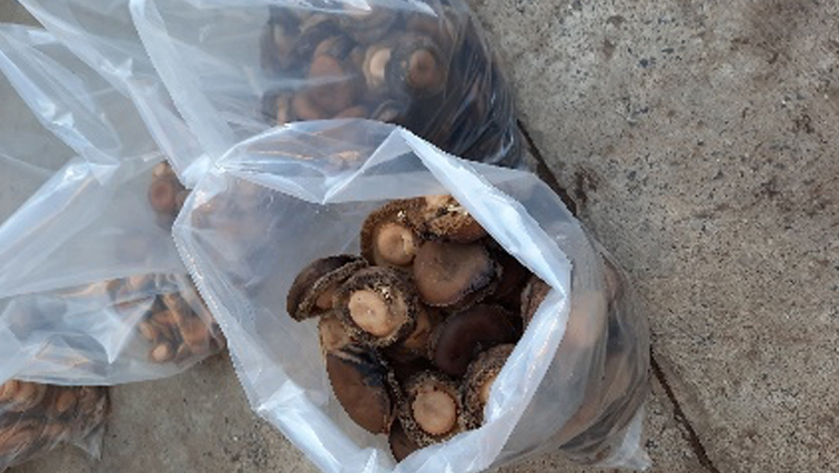 49-year-old man pleads guilty for illegal possession and transportation of abalone