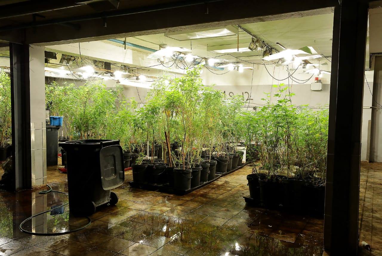 45-year-old suspect arrested for operating a hydroponic laboratory of cannabis - Western Cape