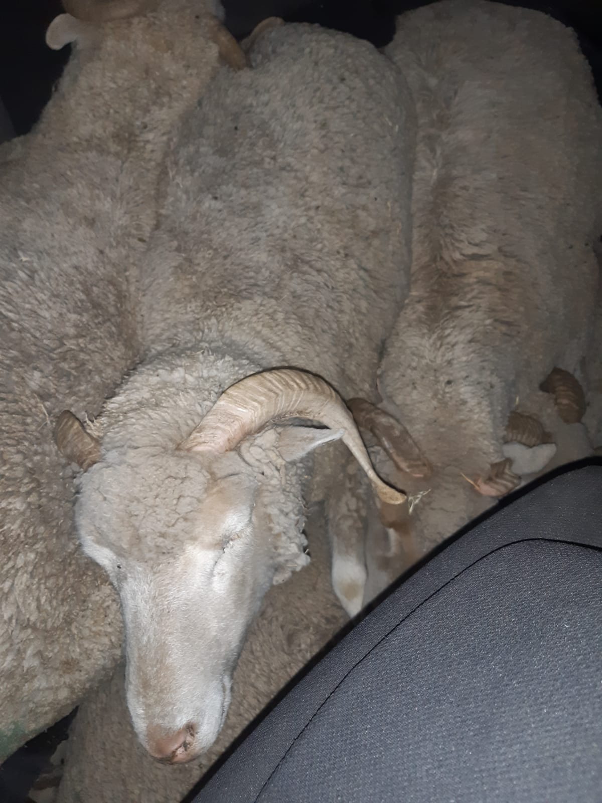 A 37-year-old male suspect was arrested after he was found with ten live sheep - Eastern Cape