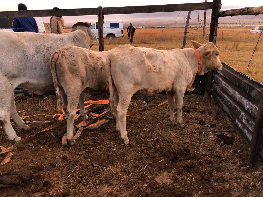 Operations in the fight against stock theft in the province are still on-going - KwaZulu-Natal