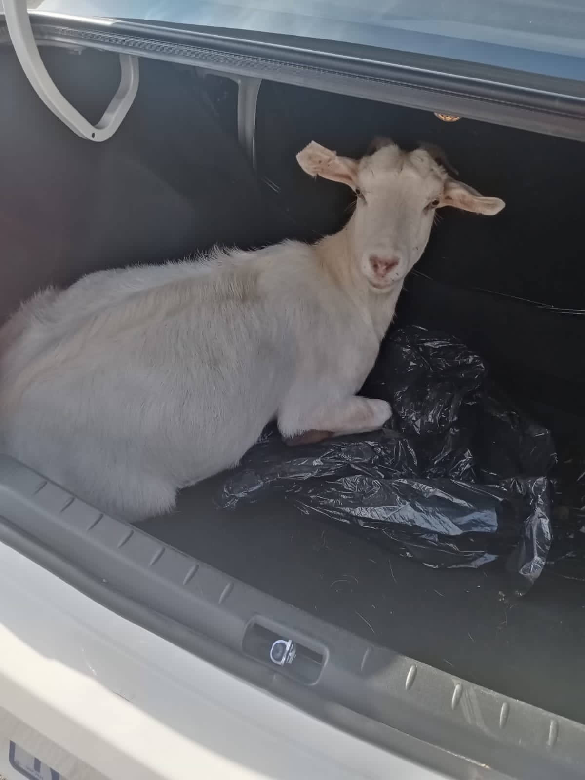 Three suspects aged between 23 and 31 were placed under arrest for stock theft - KwaZulu-Natal