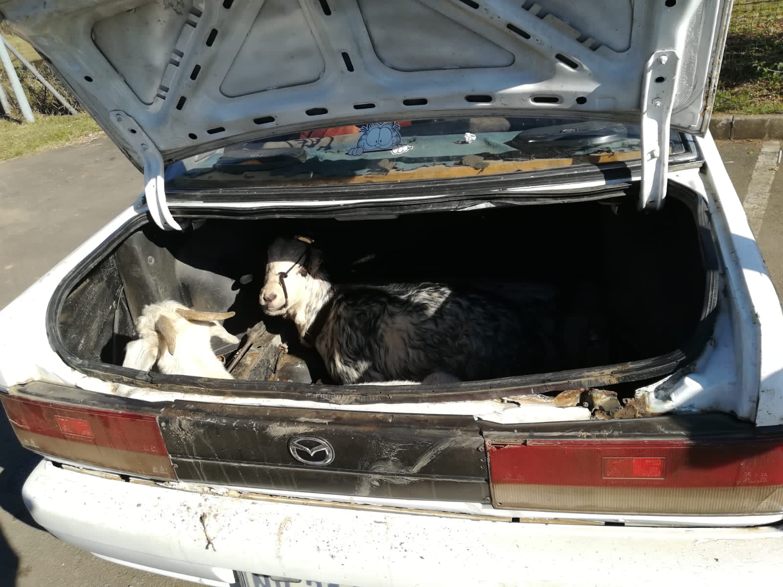 Two suspects aged 32 and 35 were placed under arrest for stock theft - KwaZulu-Natal