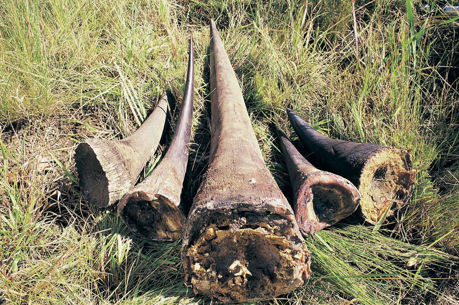 Eight poachers arrested at Robben Island - Western Cape