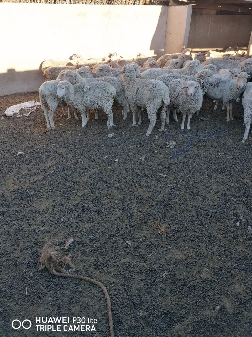 Police recover 21 sheep in Bityi with owner unknown - Eastern Cape
