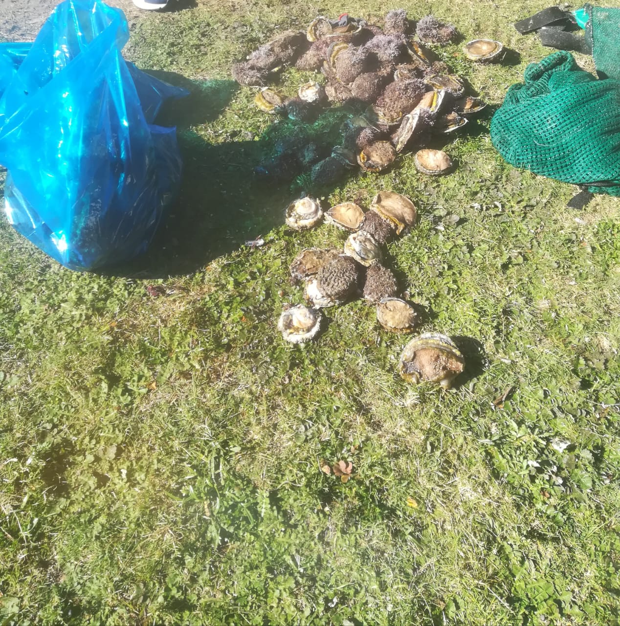 Two arrested for alleged abalone poaching in St Francis Bay - Eastern Cape
